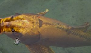 Animal Le Plus Cher Du Monde Carpe Koi A 2 Millions Sur Orange Videos