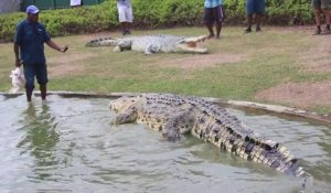 L'heure du repas pour ce crocodile géant en Nouvelle Guinée