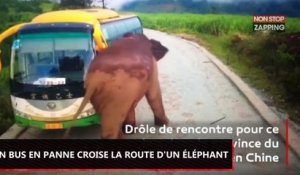 Chine : Quand un bus en panne croise la route d’un éléphant (Vidéo)