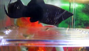 Son poisson Black Molly met bat et donne naissance à plein de petits poissons adorables dans son aquarium