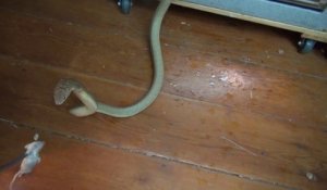 Ce serpent cobra n'a qu'une idée en tête : mordre la chaussure de son maitre venu pour le nourrir