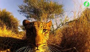 Ce léopard a trouvé une GoPro et ne veut plus la lacher