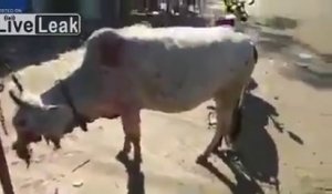 Cette vache n'a plus de bouche à cause d'un feu d'artifice !