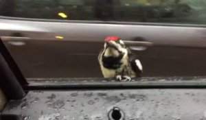 Cet oiseau a décidé de faire un petit tour de voiture gratos!