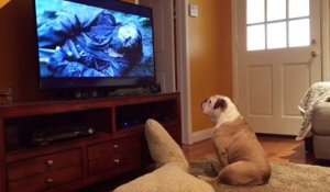 Ce chien avertit Leonardo DiCaprio dans un film qu'un Ours arrive !