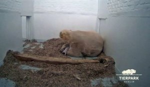Le zoo de Berlin aux petits soins pour son ourson polaire