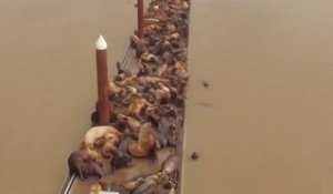 Des centaines de lions de mer s'entassent sur ce ponton... Impressionnant