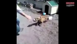 Un homme provoque un pitbull attaché lorsque sa laisse lâche soudainement (Vidéo)