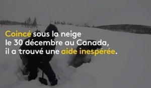 Canada : enseveli sous la neige, un élan est sauvé par des promeneurs