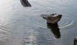 Ces alligators ont un cri terrifiant... Vagissements incroyables