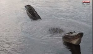 Floride : Des touristes filment de terrifiants alligators (vidéo)