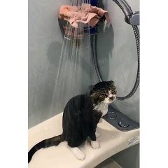 La Tete De Ce Chat Sous La Douche Alors Tu Aimes Sur Orange Videos