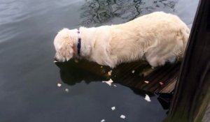 Ce chien est un vrai champion de la pêche