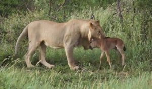 Cette lionne protège un bébé gnou d'un autre lion qui veut le dévorer