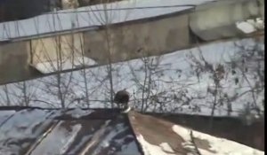 Cet oiseau s'amuse à faire du snowboard sur un toit enneigé