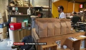 Bordeaux : une productrice fait pousser des pleurotes dans un parking
