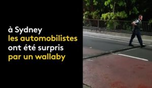 Australie : un wallaby se promène en pleine ville et échappe aux policiers