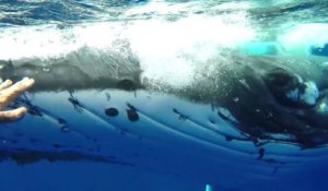 Une baleine à bosse protège une plongeuse d'un requin