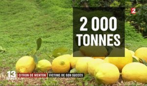 Citron de Menton : un agrume français au succès fulgurant