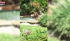 États-Unis : Un ours profite du jacuzzi d'un Californien (Vidéo)