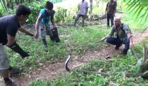 Ils capturent un cobra royal de plus de 3m à Bali... Mission dangereuse