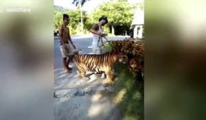 Ce petit chien vient défier un tigre...  courageux ou idiot?