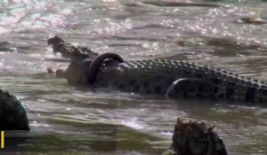Ce crocodile vit avec un pneu autour du cou depuis plusieurs mois