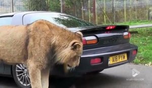 Ce lion est bien décidé à refaire le pare-choc de cette voiture... En mode tuning animalier