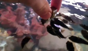Elle nourrit à la main des dizaines de bébé poisson-globes... Adorable