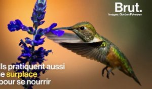 Le colibri, un drôle d'oiseau capable de voler en arrière