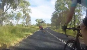 Kangourou vs Cycliste