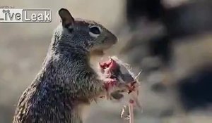 Mignon cet écureuil !! Qui mange une souris... LOL