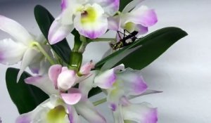 Une orchidée capture un criquet pour le dévorer...