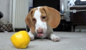 Ce chien s'amuse comme un fou avec ce citron !
