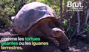Le fragile écosystème des îles Galápagos entre touristes et espèces vulnérables