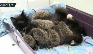 Cette chatte a adopté ces huit bébés... hérissons! Du jamais vu