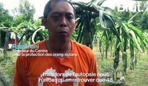 Coups de machette, plomb dans la tête... Un orang-outan massacré à Bornéo