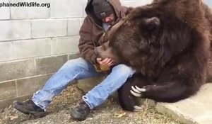 Même pas peur, il glisse sa main dans la gueule de cet ours géant pour le soigner !