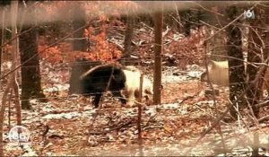 L'arrivée de louves dans l'enclos de loups fait craindre le pire à une soigneuse dans un zoo - Regardez