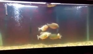 Ces piranhas à ventre rouge s'amusent avec une souris...