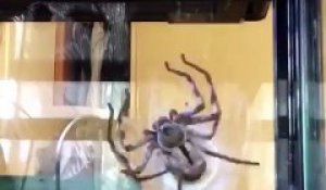 Time-lapse impressionnant d'une araignée qui tisse son sac à oeuf