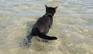 Un chat à la plage