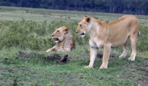 4 lionceaux contre un seul mangouste !