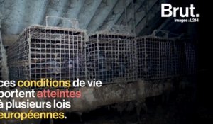 Industrie de la fourrure : L214 dénonce les conditions de vie déplorables des visons