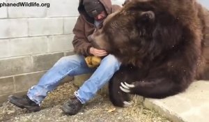Cet homme fait des câlins à ce vieux ours Kodiak