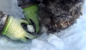 Il sauve un chien prisonnier de la glace
