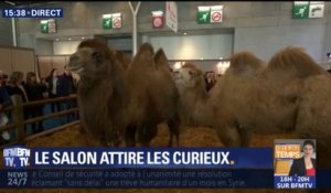 Salon de l’agriculture: 4000 animaux, dont des chameaux et des dromadaires