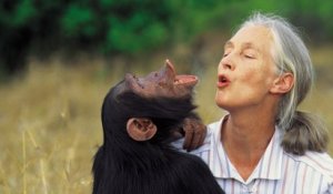 Jane Goodall, l'amie des chimpanzé