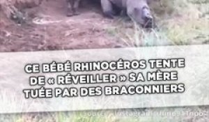 Ce bébé rhinocéros tente de « réveiller » sa mère tuée par des braconniers