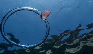 Une méduse prise dans une bulle d'air en anneau